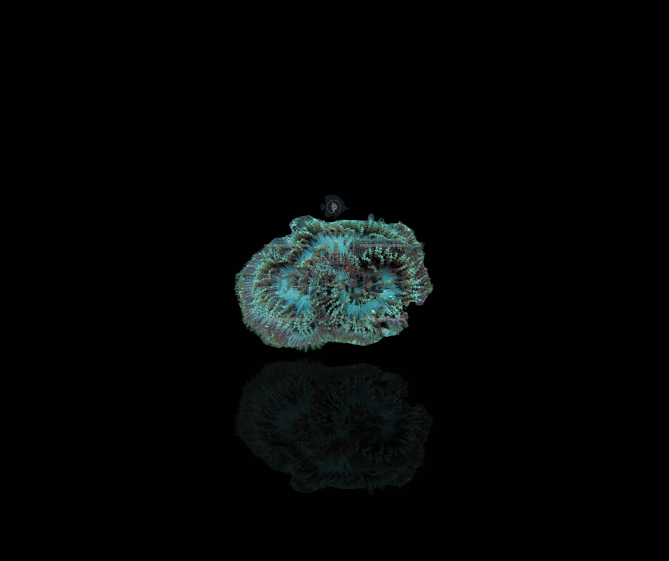 Heteractis Aurora